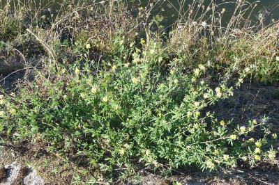 <i>Medicago sativa subsp. falcata</i>
