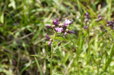 <i>Serratula tinctoria</i>