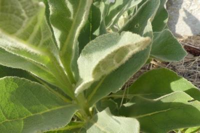 <i>Verbascum thapsus</i>