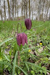 <i>Fritillaria meleagris</i>