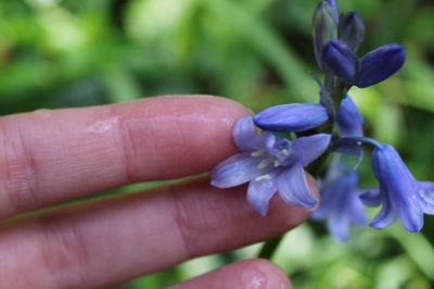 <i>Hyacinthoides non-scripta</i>
