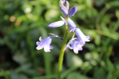 <i>Hyacinthoides non-scripta</i>