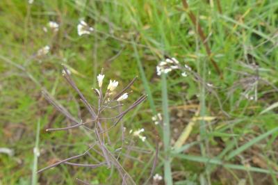 <i>Arabidopsis thaliana</i>