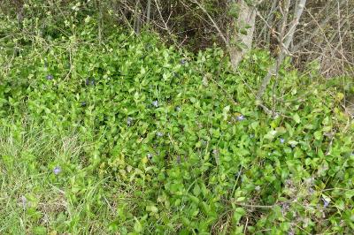 <i>Vinca minor</i>