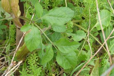 Angelica sylvestris