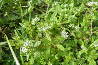 <i>Valerianella locusta</i>