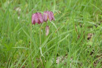 <i>Fritillaria meleagris</i>