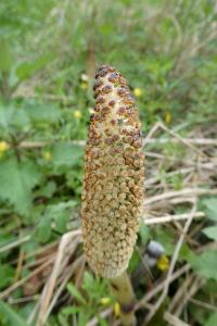 <i>Equisetum telmateia</i>