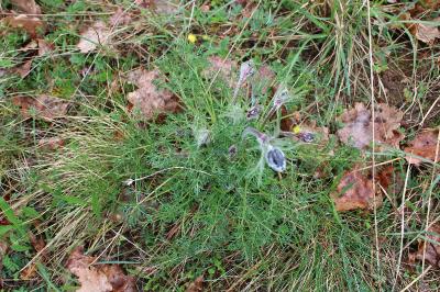<i>Pulsatilla rubra</i>