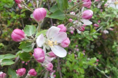 <i>Malus domestica</i>