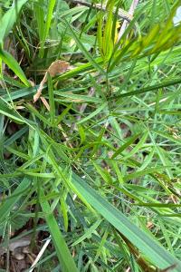 <i>Peucedanum gallicum</i>