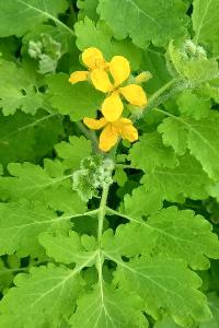 <i>Chelidonium majus</i>