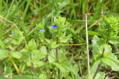 <i>Veronica arvensis</i>