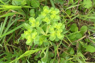<i>Euphorbia helioscopia</i>