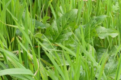 <i>Arum maculatum</i>