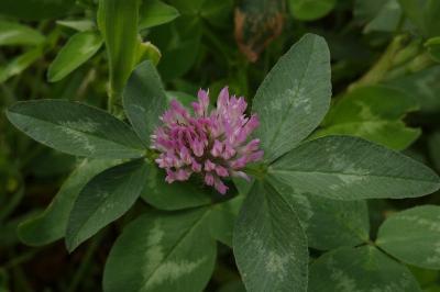 <i>Trifolium</i>