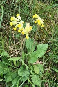 <i>Primula veris</i>