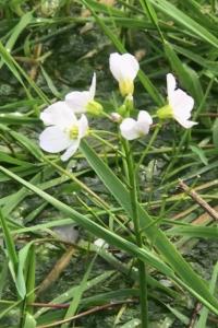 <i>Cardamine pratensis</i>