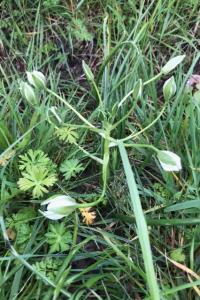 <i>Ornithogalum divergens</i>
