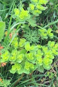 <i>Euphorbia helioscopia</i>