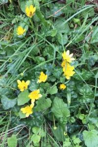 <i>Ficaria verna</i>