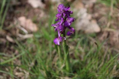 <i>Anacamptis morio</i>