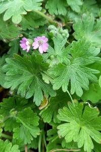<i>Geranium molle</i>