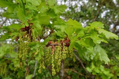 <i>Quercus robur</i>