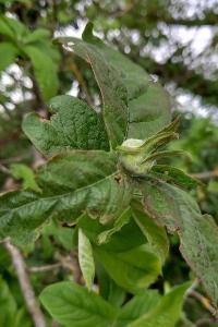 <i>Crataegus germanica</i>