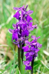 <i>Anacamptis morio</i>