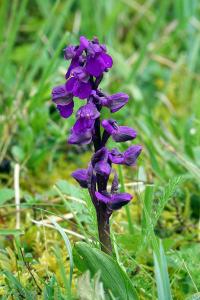 <i>Anacamptis morio</i>