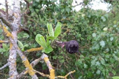 <i>Crataegus germanica</i>