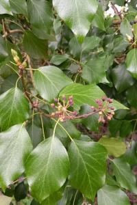 <i>Hedera helix</i>