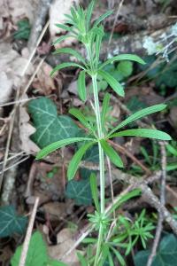 <i>Galium aparine</i>