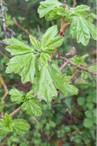<i>Acer campestre</i>