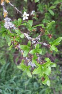 <i>Prunus spinosa</i>