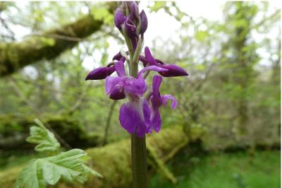 <i>Orchis mascula</i>