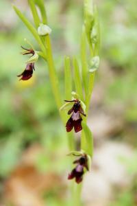 <i>Ophrys insectifera</i>