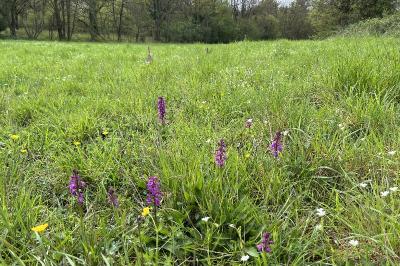 <i>Orchis mascula</i>