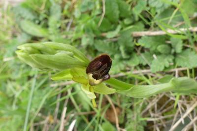 <i>Ophrys aranifera</i>