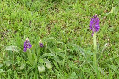 <i>Orchis mascula</i>