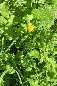 <i>Ranunculus repens</i>