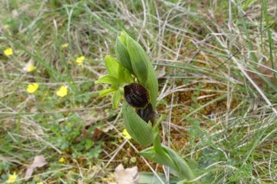 <i>Ophrys aranifera</i>