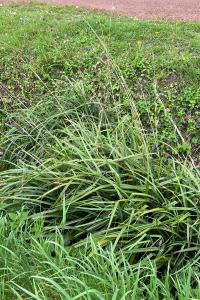 <i>Carex pendula</i>