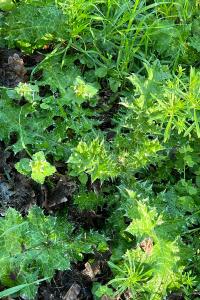 <i>Silybum marianum</i>