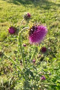 <i>Carduus nutans</i>