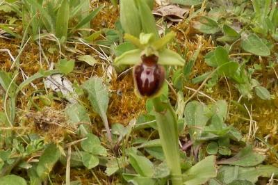 <i>Ophrys aranifera</i>
