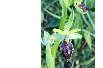 <i>Ophrys aranifera</i>