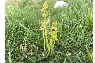 <i>Ophrys aranifera</i>
