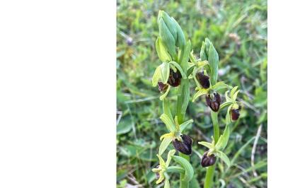 <i>Ophrys aranifera</i>